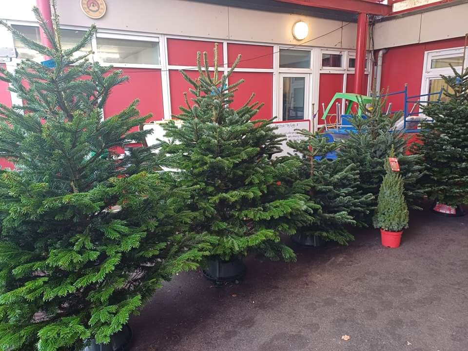 Premium Grade Nordman Firs