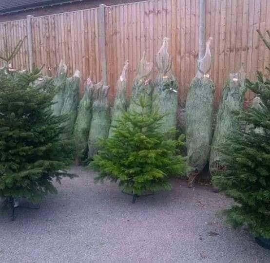 Premium Grade Nordman Firs