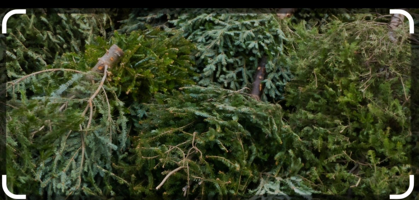 Christmas Tree disposal